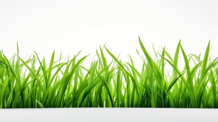 Fototapeta premium nature grass on white