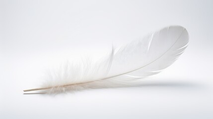 intricate feather white background