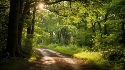 Obraz premium sunlight forest dirt road