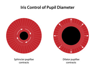 Iris Control of Pupil Diameter