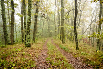 Fototapeta premium Path through a misty forest in early autumn with fallen leaves and bright green foliage
