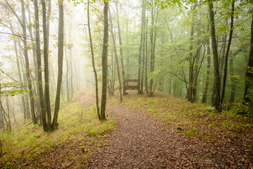 Obraz premium Path through a misty forest in early autumn with fallen leaves and bright green foliage
