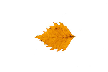 Bright yellow autumn poplar leaf cut out. 