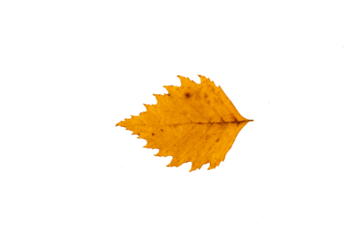Bright yellow autumn poplar leaf cut out. 