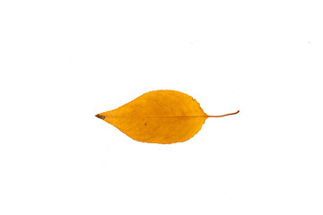 Naklejka premium Bright yellow ash leaf cut out for fall