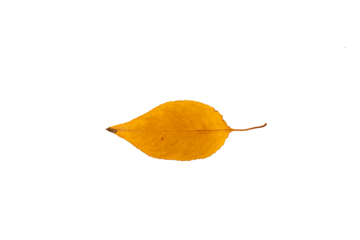 Bright yellow ash leaf cut out for fall