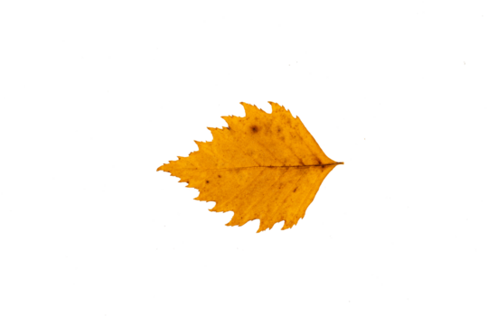 Bright yellow autumn poplar leaf cut out. 