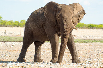 Fototapeta premium African elephant in the wild