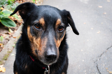 Sweet black and brown mixed breed rescue dog sitting in the park