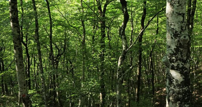  Birch forest near Le Plan de Fontmort, the Cevennes National park, Lozere department, France