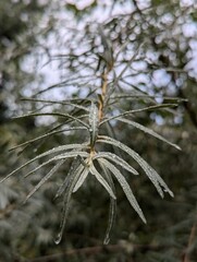Macro photo of sea buckthorn branch and leaves 