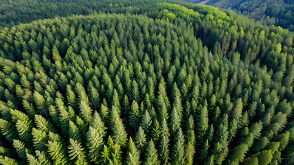 big forest in the morning