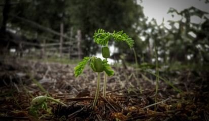 Tamarind seedlings, trees, environment