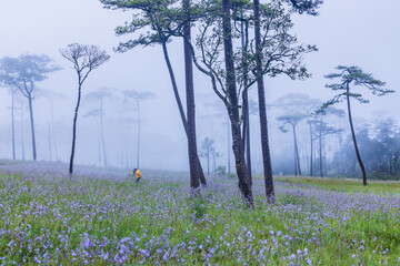 Beautiful  Murdannia gigantea(Commelinaceae) field on high mountain in Phu Soi Dao National Park,...