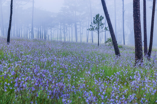 Beautiful  Murdannia gigantea(Commelinaceae) field on high mountain in Phu Soi Dao National Park, Uttaradit Province,Thailand.