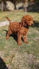 Gorgeous Red Standard Poodle Puppy Playing in the sunshine.