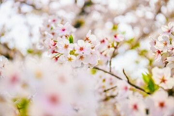 桜 cherry blossom 02