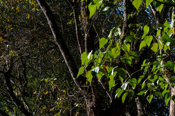 leaves in the forest