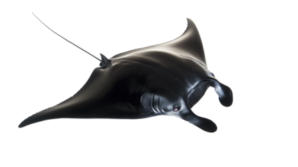 Manta Ray cartilaginous fish png isolated on transparent background