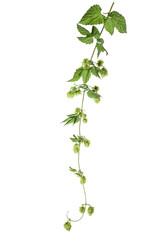 Hops sprig