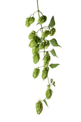 Hops sprig