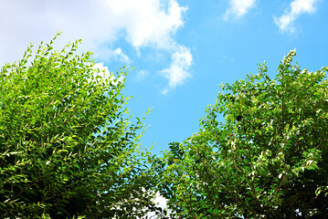 青空に映える木々