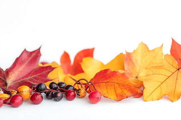 A fall-themed image on a white background showcasing vibrant colors and seasonal elements, capturing the essence of autumn.