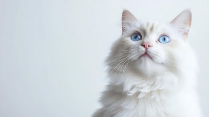 adorable fluffy white cat with expressive blue eyes and a mischievous grin posed playfully against a crisp white background exuding feline charm and personality