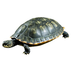 Obraz premium turtle on a transparent background 