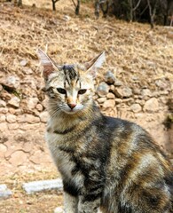 Portrait of a beautiful young stray cat with pointed ears and fluffy brown and black fur with an old antique brown wall in the background