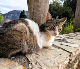Small stray cat with brown and white fur lies on the ancient walls of an old ancient greek ruin