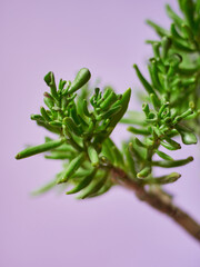 green leaves on a lilac background
