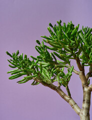 green leaves on a lilac background