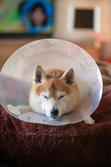 エリザベスカラーをつけた柴犬