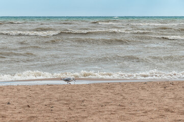 A seagull on a sandy beach and storm waves on Lake Issyk-Kul in Kyrgyzstan.