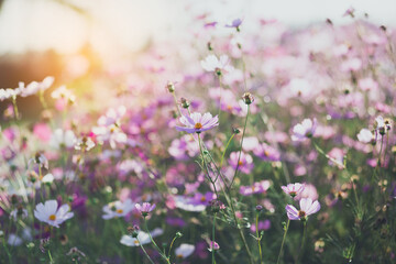 Cosmos flower blossom in garden.