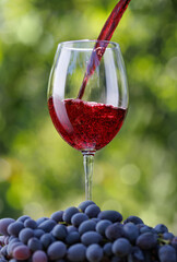 red wine pouring into glass with green garden