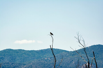 Bird perched on a barren tree branch with mountain backdrop