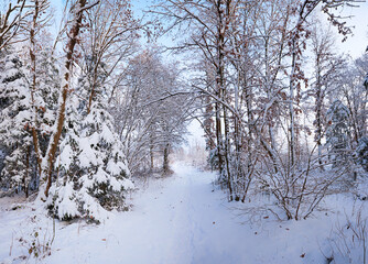 walkway through the snowy winter forest