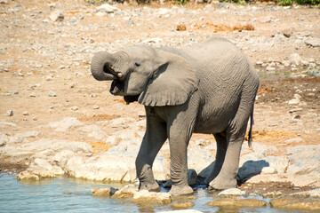 Baby elephant drinking from a water