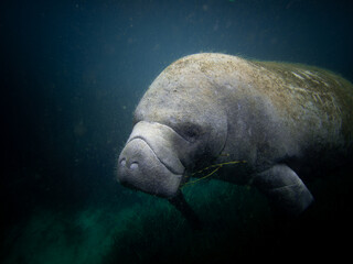 A manatee swims outside of Three Sisters Springs, Crystal River, Florida