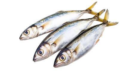 Sardine fish  png isolated on transparent background