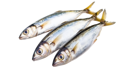 Sardine fish  png isolated on transparent background