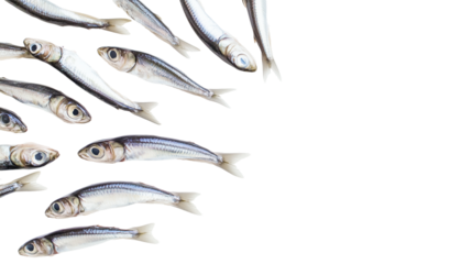 Anchovy fish png isolated on transparent background