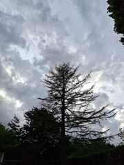 ALBERO CONTRO IL CIELO NUVOLOSO