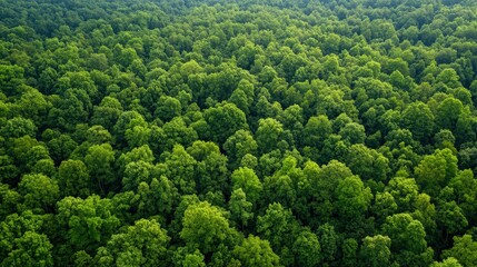 Explore the Vast Lush Green Forest, a Natural Sanctuary for Wildlife and Preservation Efforts.