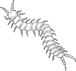 sketch centipede arthropod insect