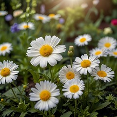 Obraz premium daisies in a field beauty of nature ai gerenative