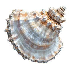 Obraz premium Beautifully detailed shell isolated white background