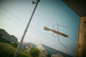 壁に張り付くカマキリ